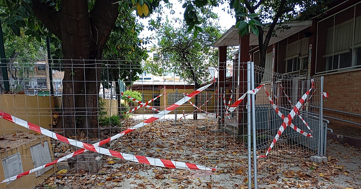 Otro ficus agrieta el muro de un colegio de Triana: la AMPA 