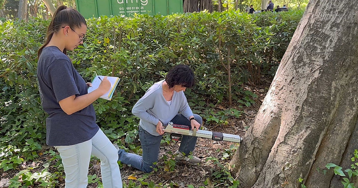 El Ayuntamiento revisa la salud de los árboles de parques y 