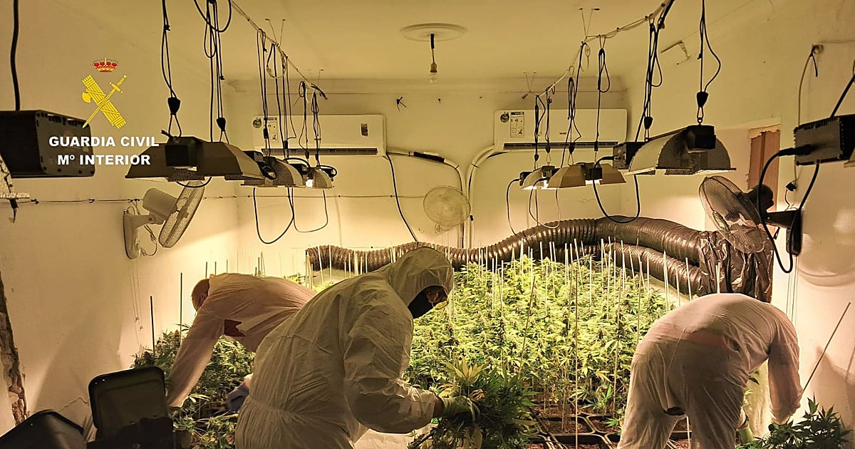 Sevilla suma 20.000 plantas de marihuana decomisadas y 10.00