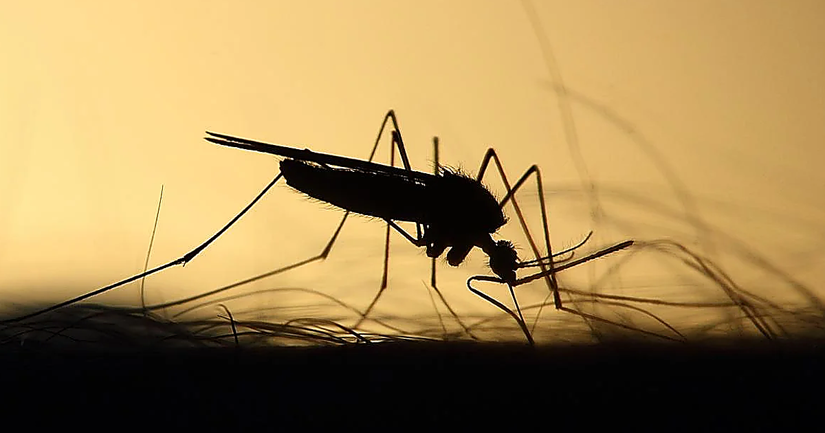 Las plantas que alejan a los mosquitos y perfuma la casa: la