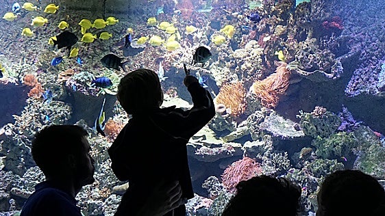 De tiburones a tortugas marinas: el plan perfecto para hacer con niños sin salir de Sevilla