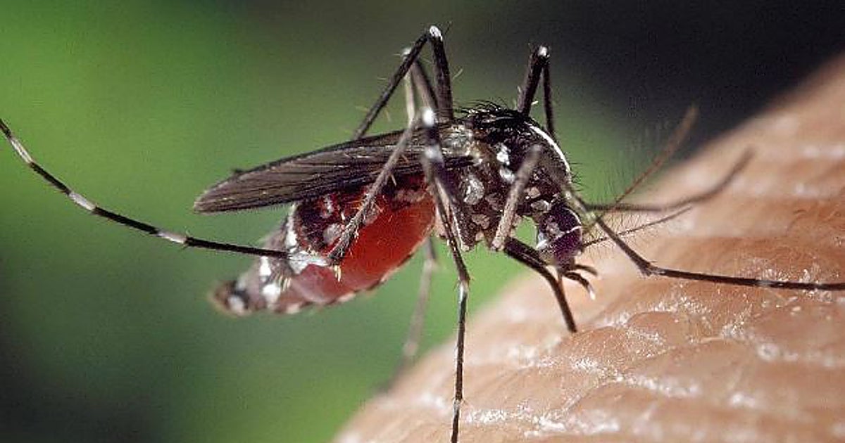 Muere un hombre de 89 años por el virus del Nilo, el segundo en Sevilla en un mes