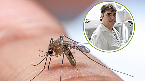 Jordi Figuerola, biólogo: «Hay una circulación del virus del Nilo mucho más importante que en 2025»