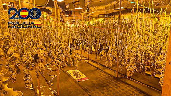 Dos viviendas bunkerizadas en el barrio sevillano de Padre Pío escondían una fábrica clandestina de marihuana