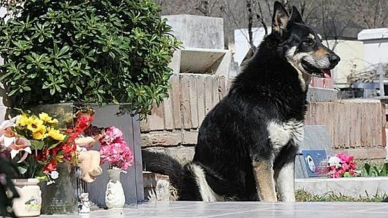 Puerto Real permite a las mascotas ir al tanatorio a despedirse de sus dueños fallecidos por primera vez