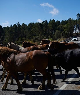 Imagen secundaria 2 - Los ganaderos paran a mediodía para evitar el calor y revisar a los animales 