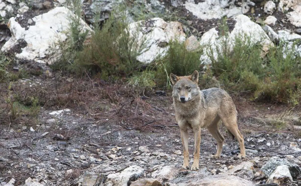 Desesperación e impotencia ante los ataques del lobo: «No te dan solución»