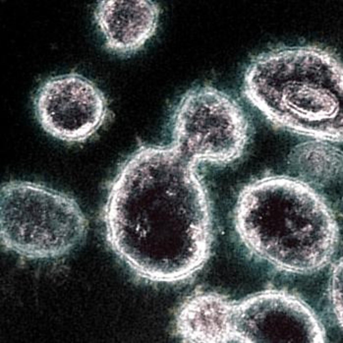 COVID 22: la enfermedad sigue mutando