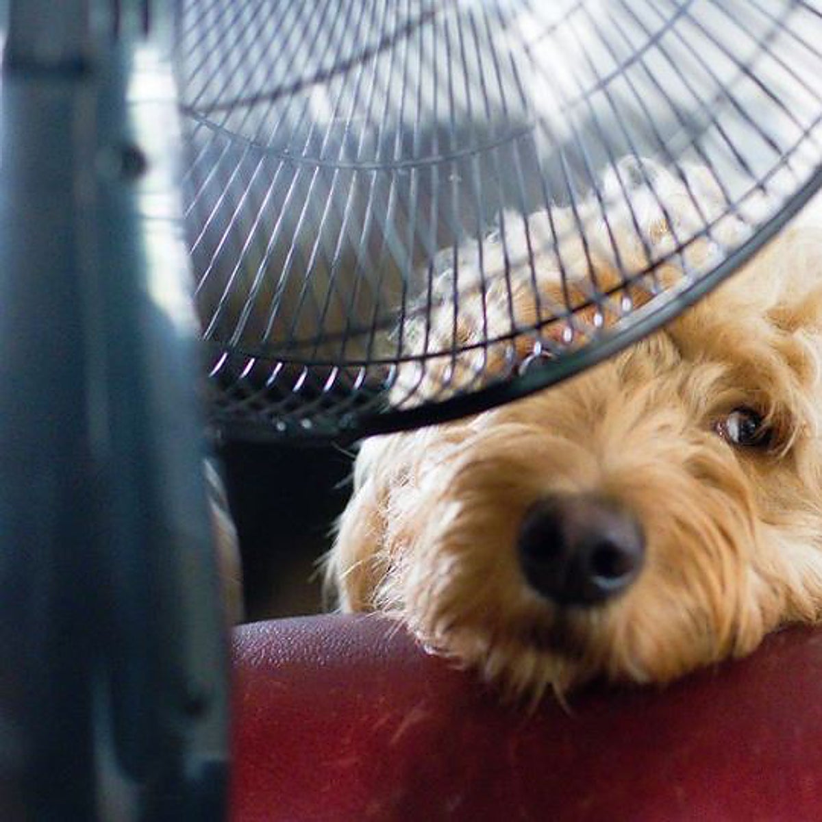 Tsunami de calor en las mascotas: consejos para cada animal