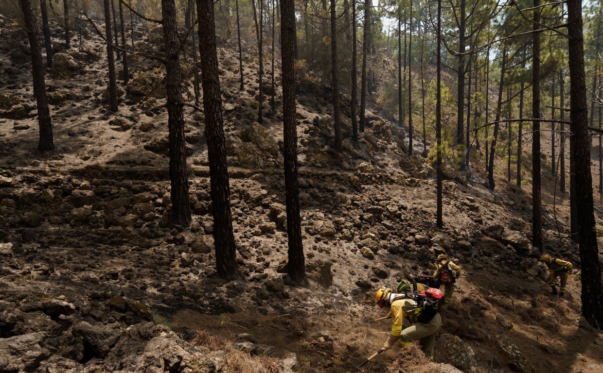 Personal del operativo Brifor realizan labores de perimetrado de puntos calientes en la zona de El Lagar,