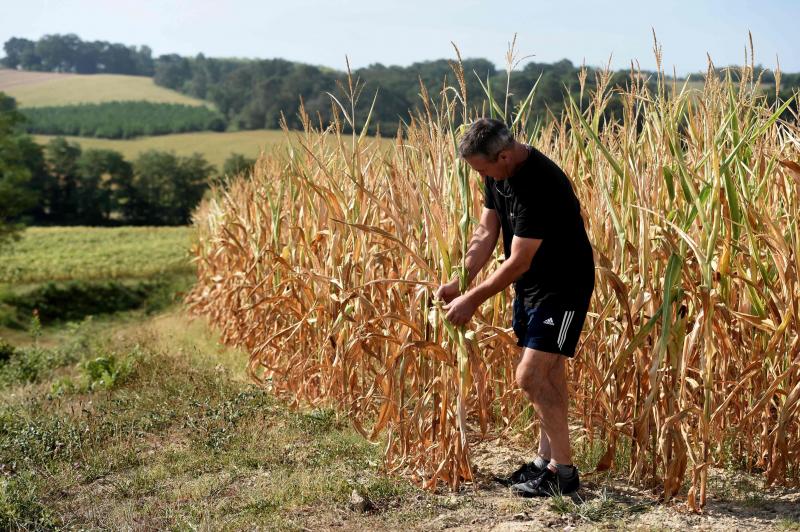 Un agricultor francés este 9 de agosto con los tallos de maíz de su plantación que se han secado por la sequía