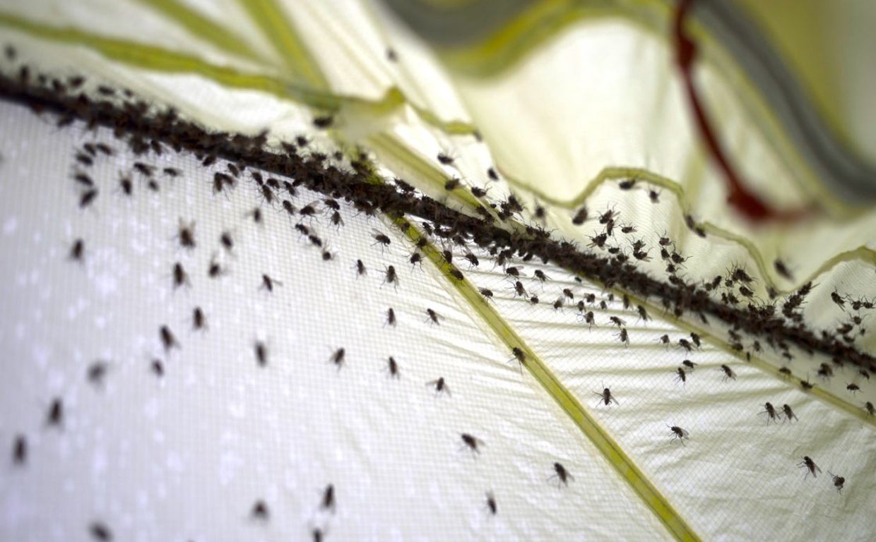Los mosquitos invaden la Toscana