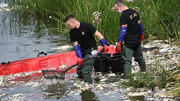 Los operarios retiran los peces muertos del río Oder