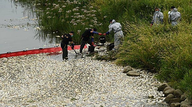 Los operarios retiran los peces muertos del río Oder