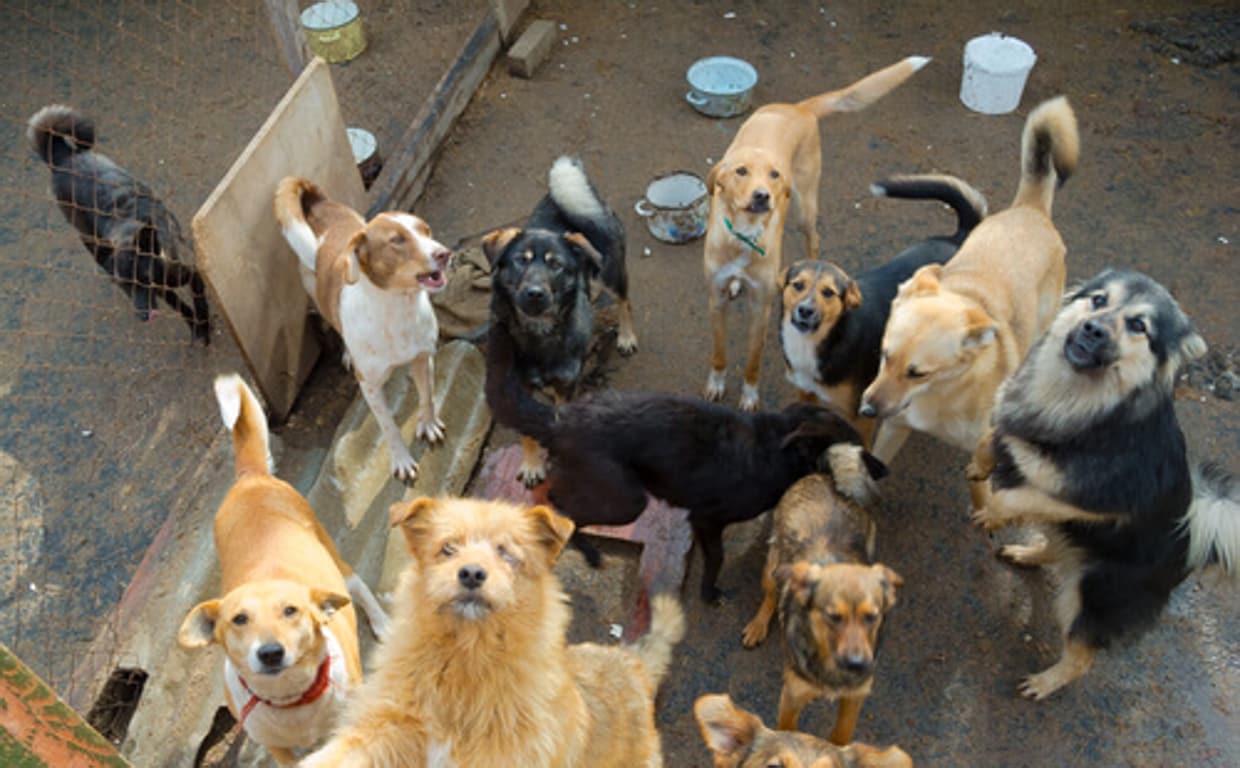 Perros en un refugio de animales