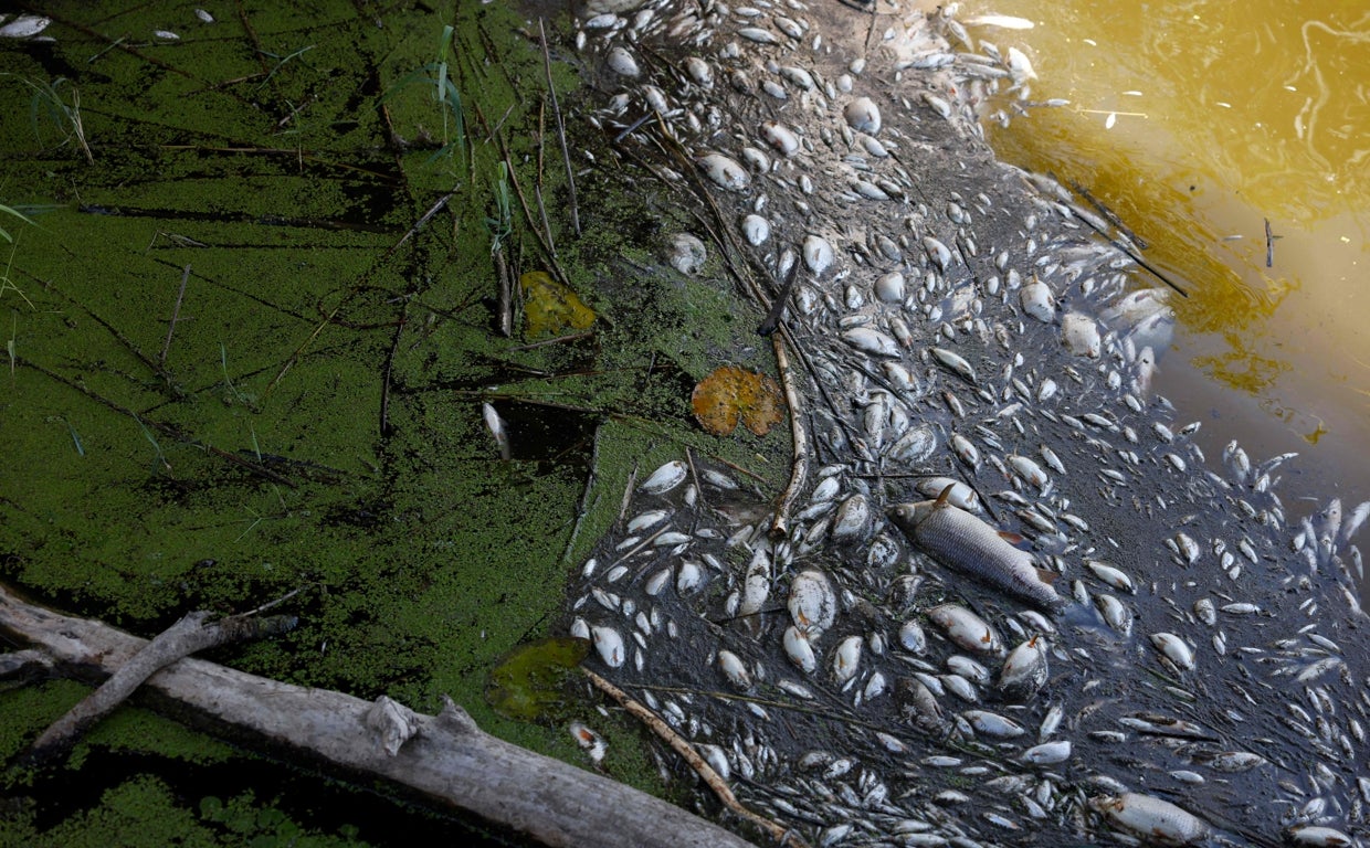 Cien toneladas de peces muertos del río Oder