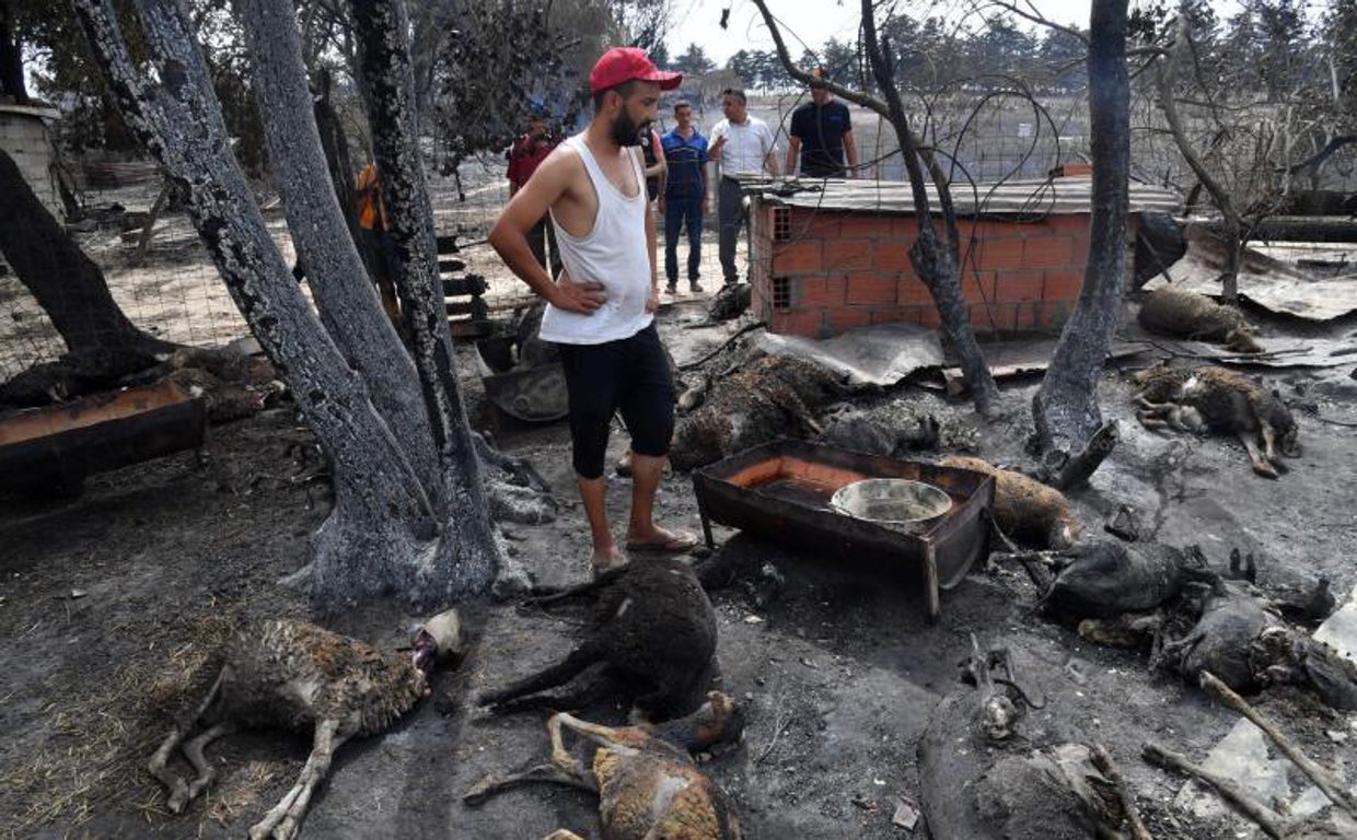 Un hombre observa a su rebaño quemado tras el incendio en el Terf