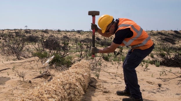 Un operario trabaja en las tareas de reforestación del Paraje de Cuesta Maneli, en Almonte (Huelva)