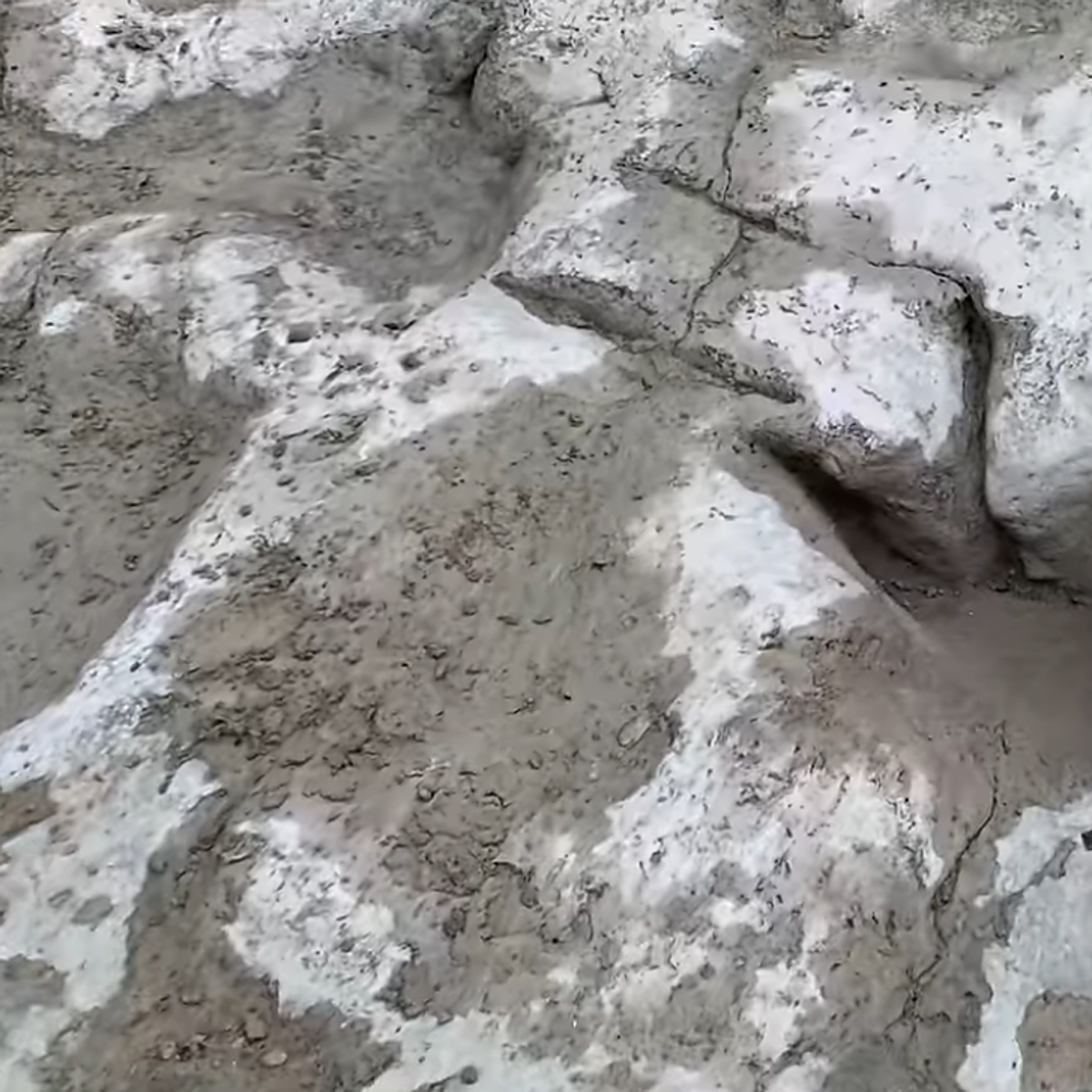 La sequía deja al descubierto huellas de dinosaurios de hace 113 millones de años