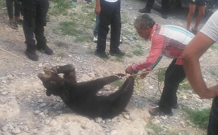 Torturan y matan a una cría de oso negro en peligro de extinción en Coahuila, México