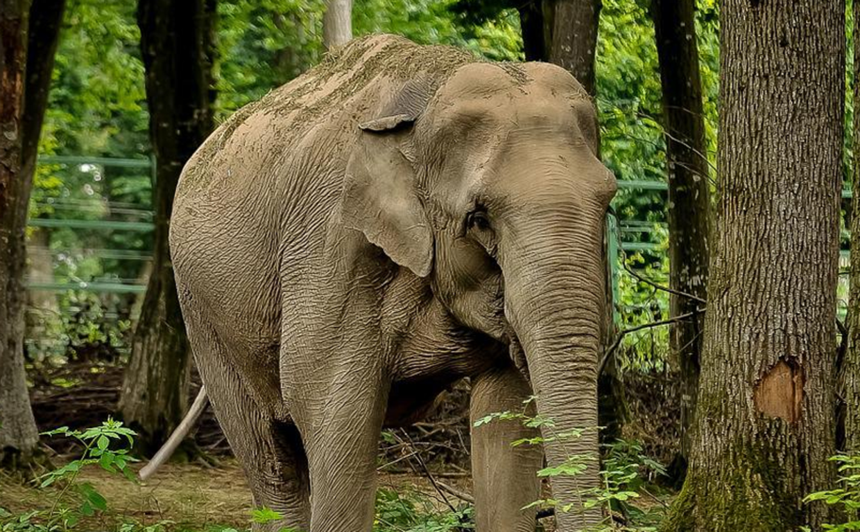 Un elefante parte en dos con los colmillos a su dueño por hacerle trabajar con temperaturas muy altas