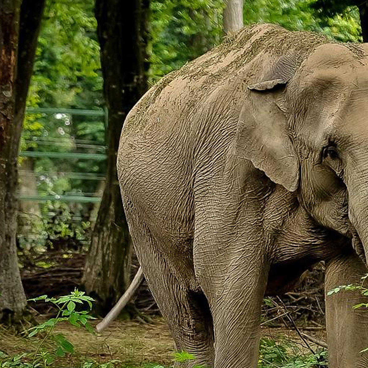Un elefante parte en dos con los colmillos a su dueño por hacerle trabajar con temperaturas muy altas
