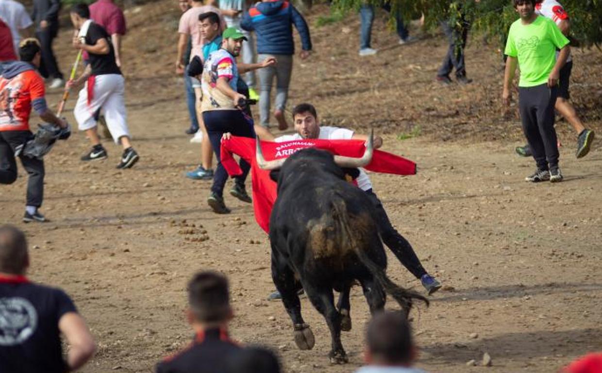 El Gobierno pide a la Fiscalía la paralización del 'Toro de la Vega' de Tordesillas