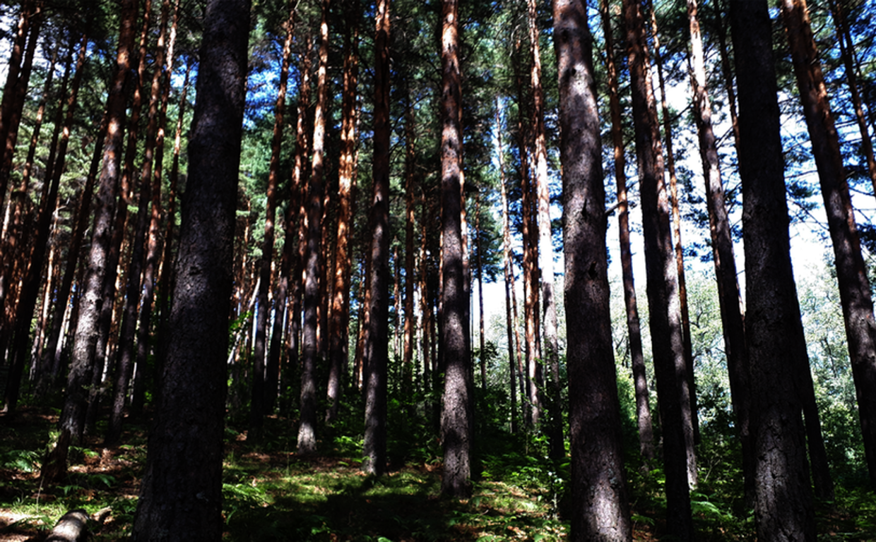 Un cazador de pedófilos tiende una trampa a un hombre de 50 años que creyó ir a una cita con una niña de 13: «Un pervertido en menos»