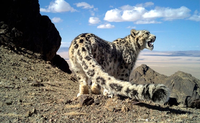 La defensa del misterioso leopardo de las nieves y del lince ibérico, premiada por la Fundación BBVA