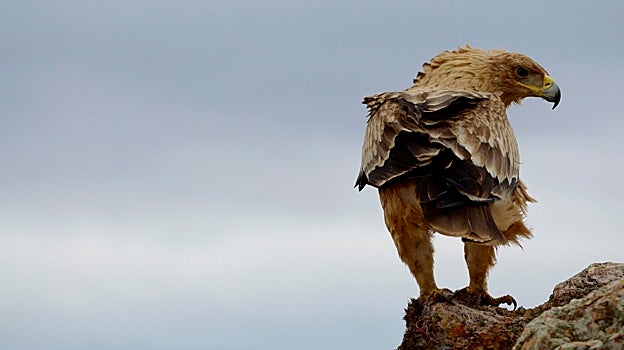 La defensa del misterioso leopardo de las nieves y del lince ibérico, premiada por la Fundación BBVA