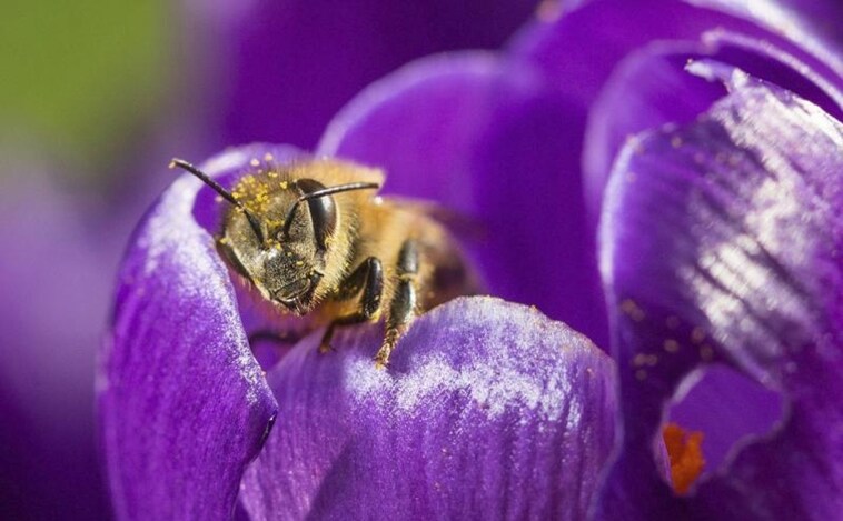 Los Veintisiete respaldan reducir los pesticidas en alimentos para proteger a las abejas