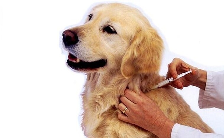 El País Vasco considera la rabia un problema de salud y obliga a vacunar a los perros