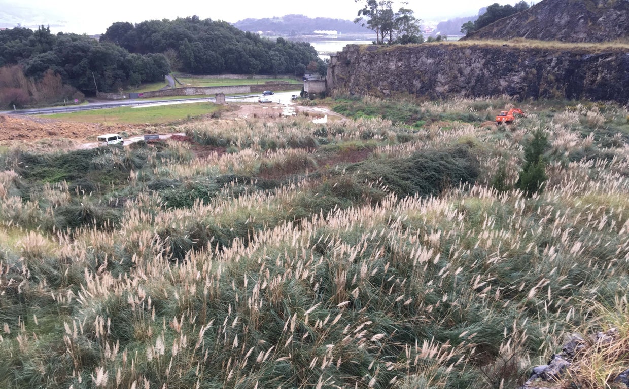 Plumero de la Pampa en la antigua cantera de Solvay en los Humedales de Cuchía, antes de la restauración
