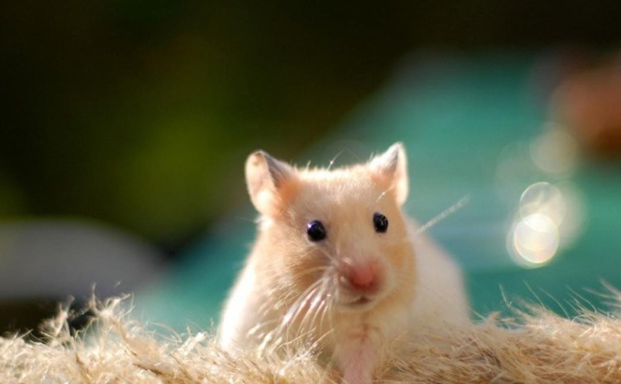 VÍDEO: Protestas para incluir a los perros de caza en la Ley de Protección Animal