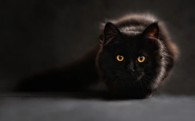 El motivo por el que en Halloween los gatos negros no se dan en adopción