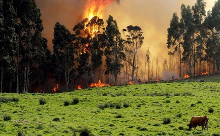 Otoño en llamas en el norte de España: entre Cantabria y Asturias suman 37 incendios forestales activos