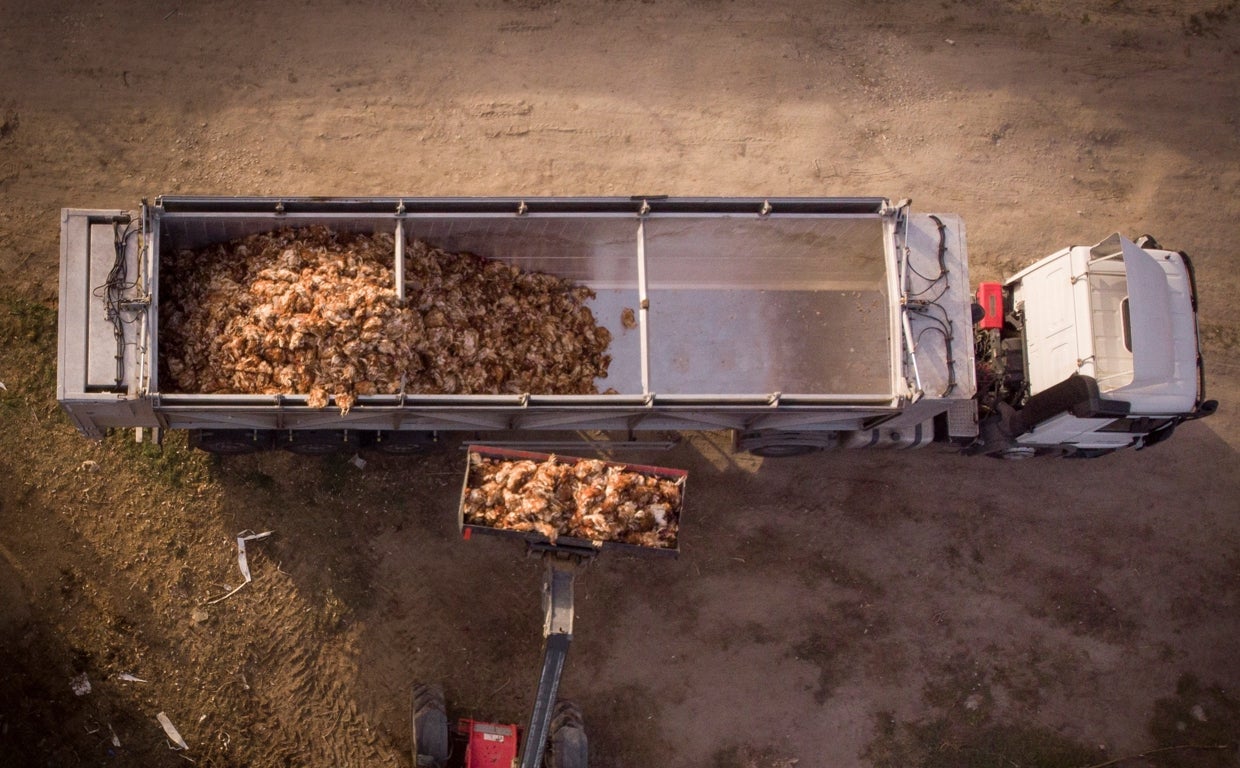 Imagen que muestra la retirada de  aves muertas en una explotación en Íscar, Valladolid