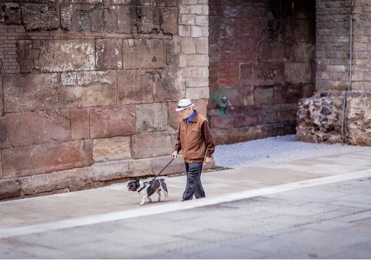 Más perros que personas: así se distribuyen los canes por los municipios de España