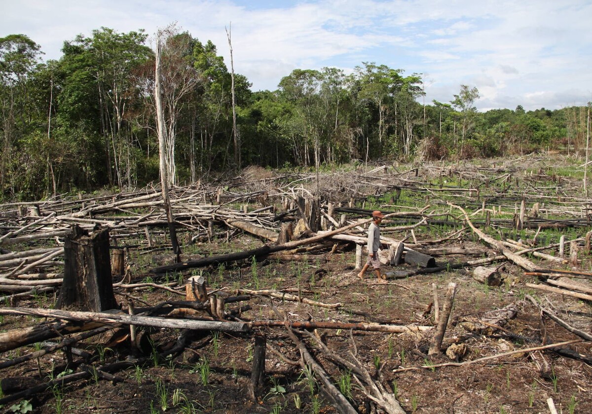 Deforestación en Malasia