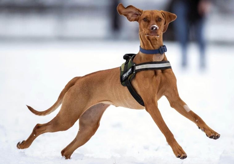 ¿Tendré que castrar a mi perro? ¿Podré tener un hámster? Las claves de la Ley de Bienestar Animal