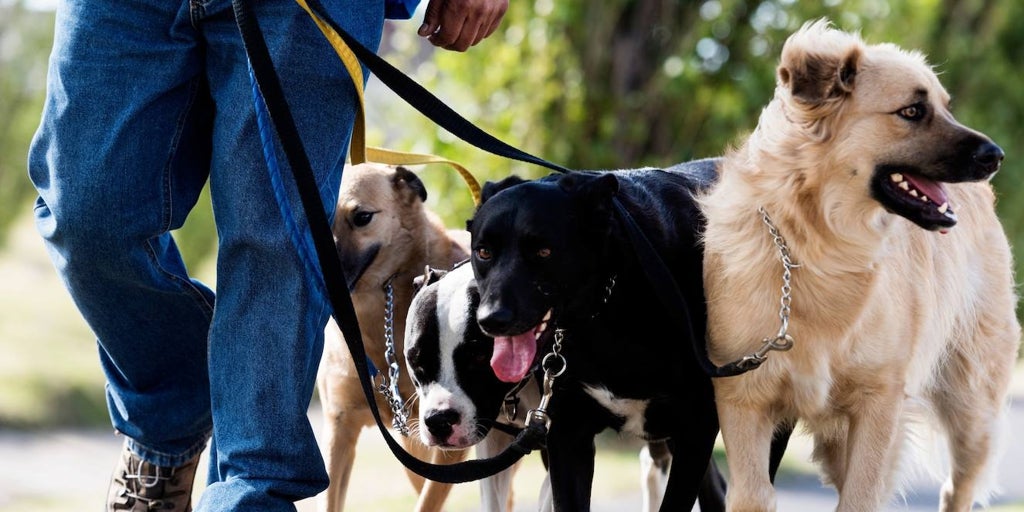 cualidades de un buen paseador de perros