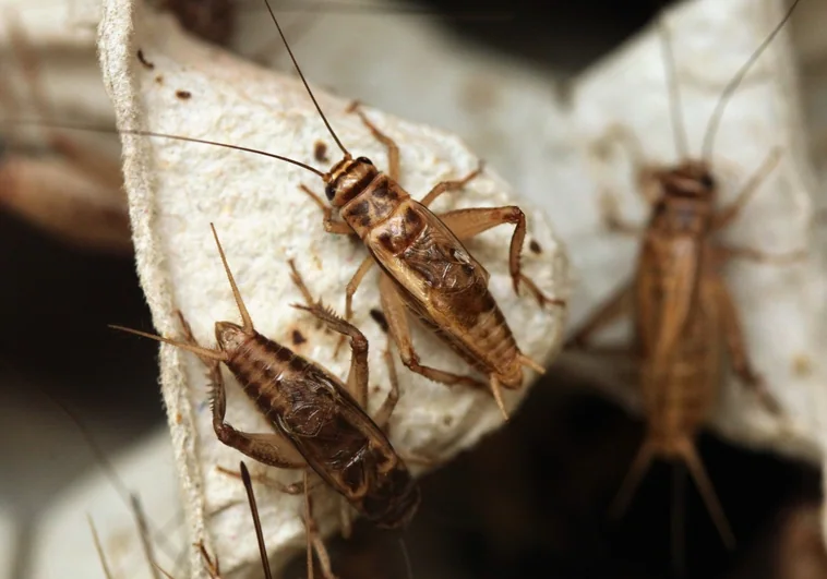 Europa amplía la lista de insectos autorizados para alimentación humana: estos son los que se pueden comer en España