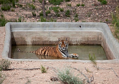 Imagen secundaria 1 - Arriba, Sarah Jane Macaggi, acróbata y directora artística del Circo Wonderland, que cedió sus tigres (abajo) a al centro de rescate APP Primadomus