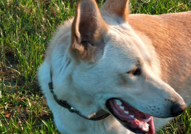 Multa de 3.100 euros para el dueño de un 'can de palleiro' que mató a otro perro en Galicia