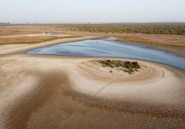 Doñana se vacía:  registra la peor cifra de aves en 40 años por la sequía