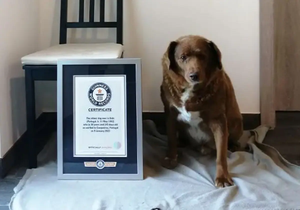 Bobi, el perro más anciano del mundo, logra el récord Guinness tras  alcanzar los 30 años de edad