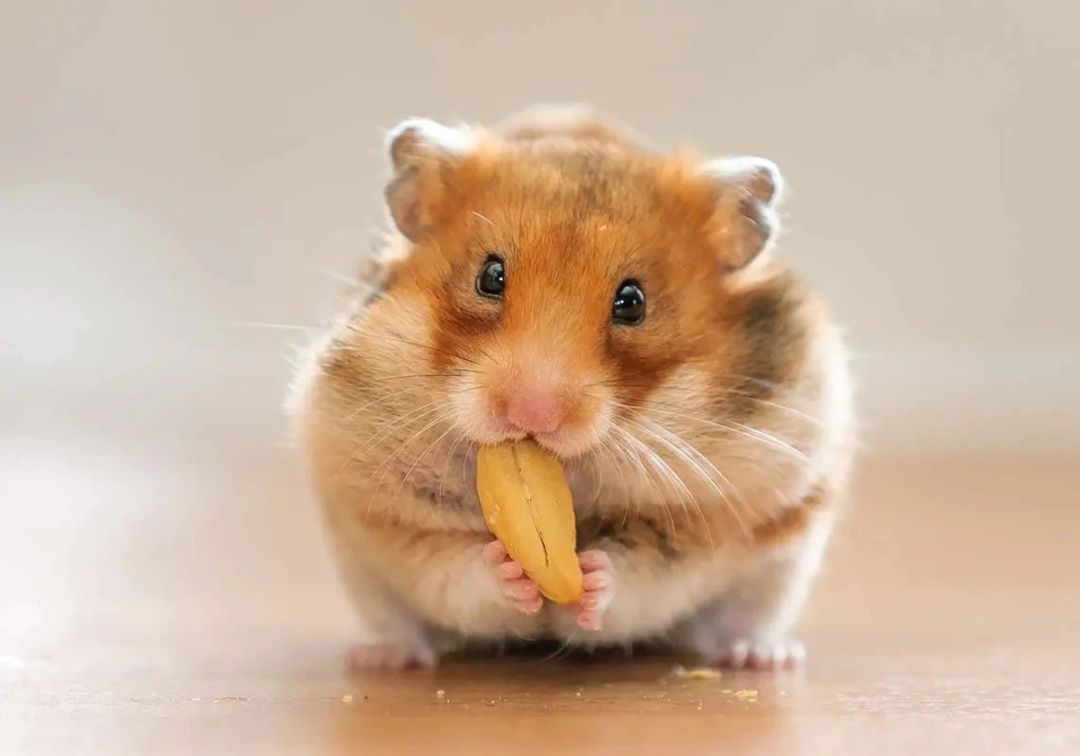 los hamsters pueden comer comida seca para perros