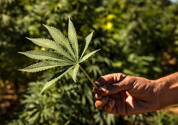 PSOE y PP rechazan en el Congreso la regulación del cannabis terapéutico y recreativo: «Son dos debates distintos»