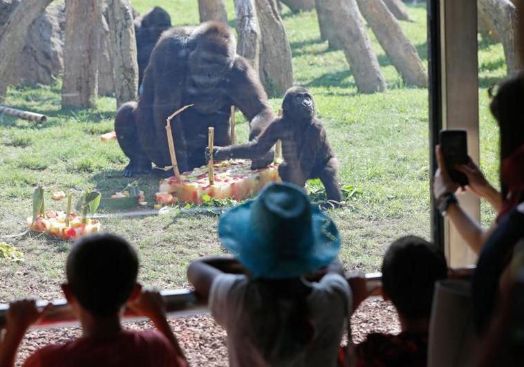 ¿Crees que los simios deben ganar derechos por considerarse 'casi humanos'?