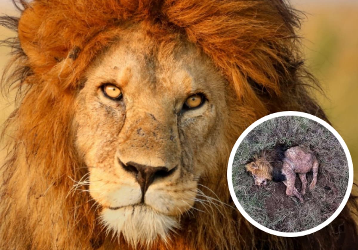 Muere el león 'más fotogénico' de África atacado por rivales jóvenes